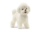 Bichon frisé Schleich