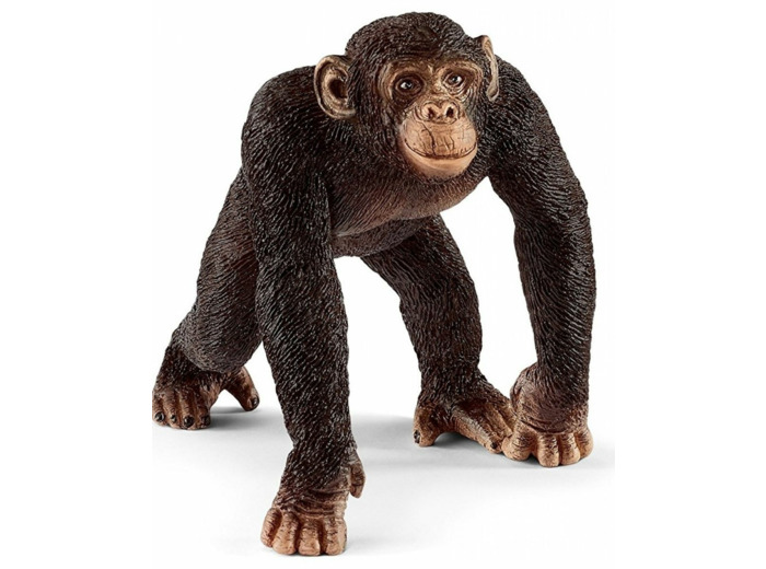 Chimpanseemannetje