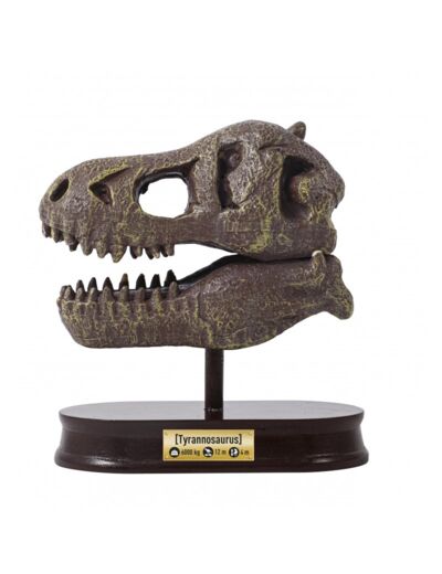 Buki crâne de Tyrannosaure à déterrer
