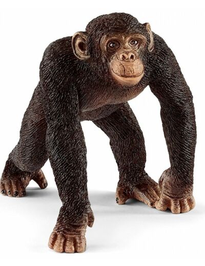 Chimpanseemannetje